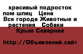 красивый подросток пом шпиц › Цена ­ 30 000 - Все города Животные и растения » Собаки   . Крым,Северная